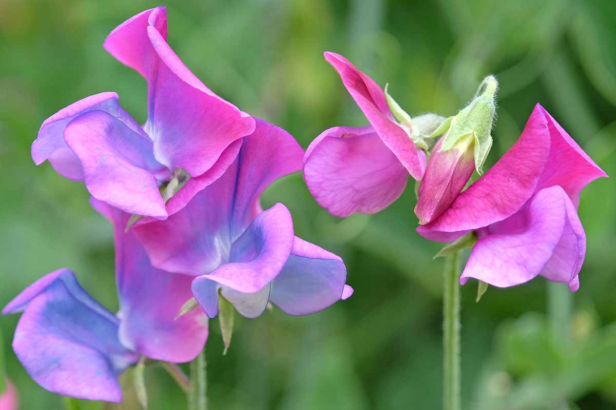 Heirloom Sweet Pea Flower seeds for Planting Cottage Garden Essential Heirloom & GMO Free Seeds for Home Garden