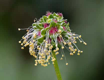 Sanguisorba Flower seeds for Planting Hardy Variety Heirloom & GMO Free Seeds for Home Garden
