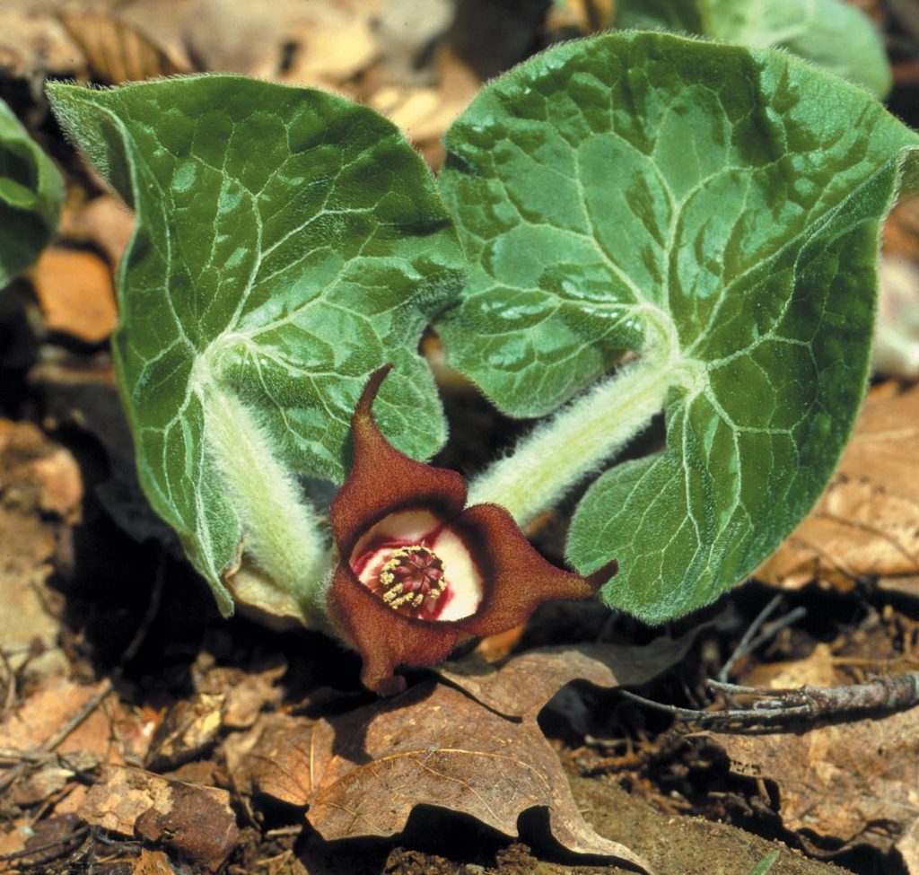 Wild Ginger Flower seeds for Planting Vibrant Colors Heirloom & GMO Free Seeds for Home Garden