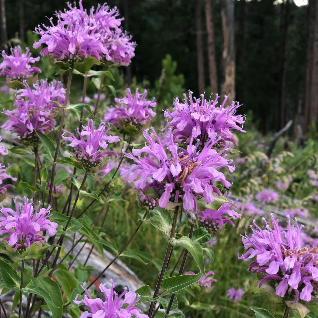 Purple Monarda Fistulosa Flower seeds for Planting Sun Loving, Heirloom & GMO Free Seeds for Home Garden vegetable and garden seeds