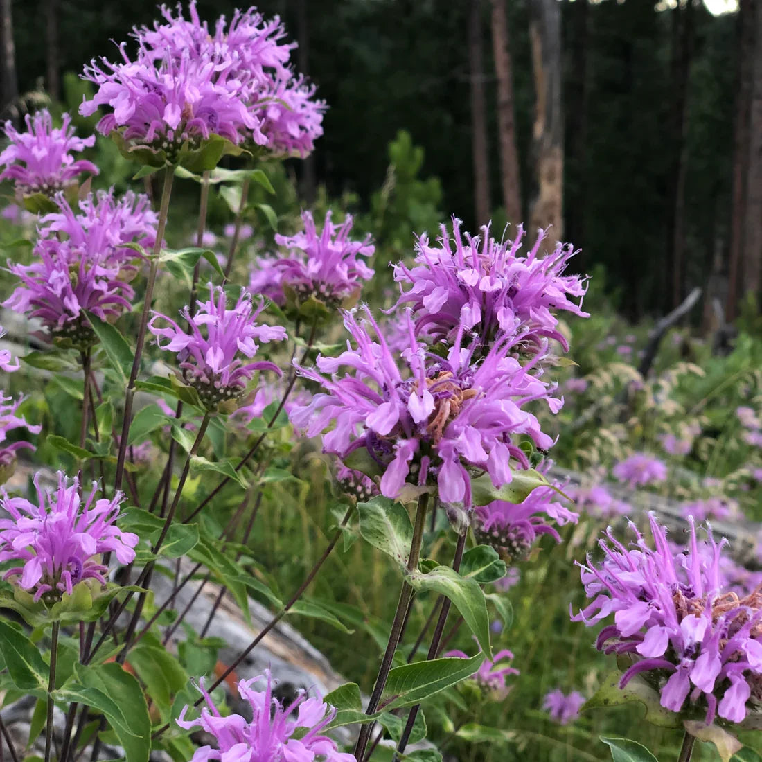 Purple Monarda Fistulosa Flower seeds for Planting Sun Loving, Heirloom & GMO Free Seeds for Home Garden vegetable and garden seeds
