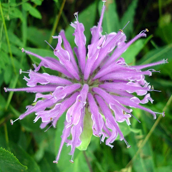 Beebalm Flower seeds for Planting Garden Favorite Heirloom & GMO Free Seeds for Home Garden