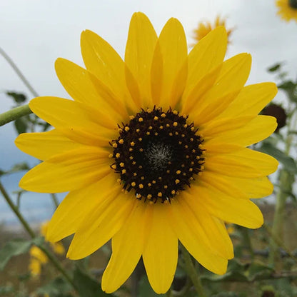 Helianthus Annuus Flower seeds for Planting Vibrant Colors Heirloom & GMO Free Seeds for Home Garden