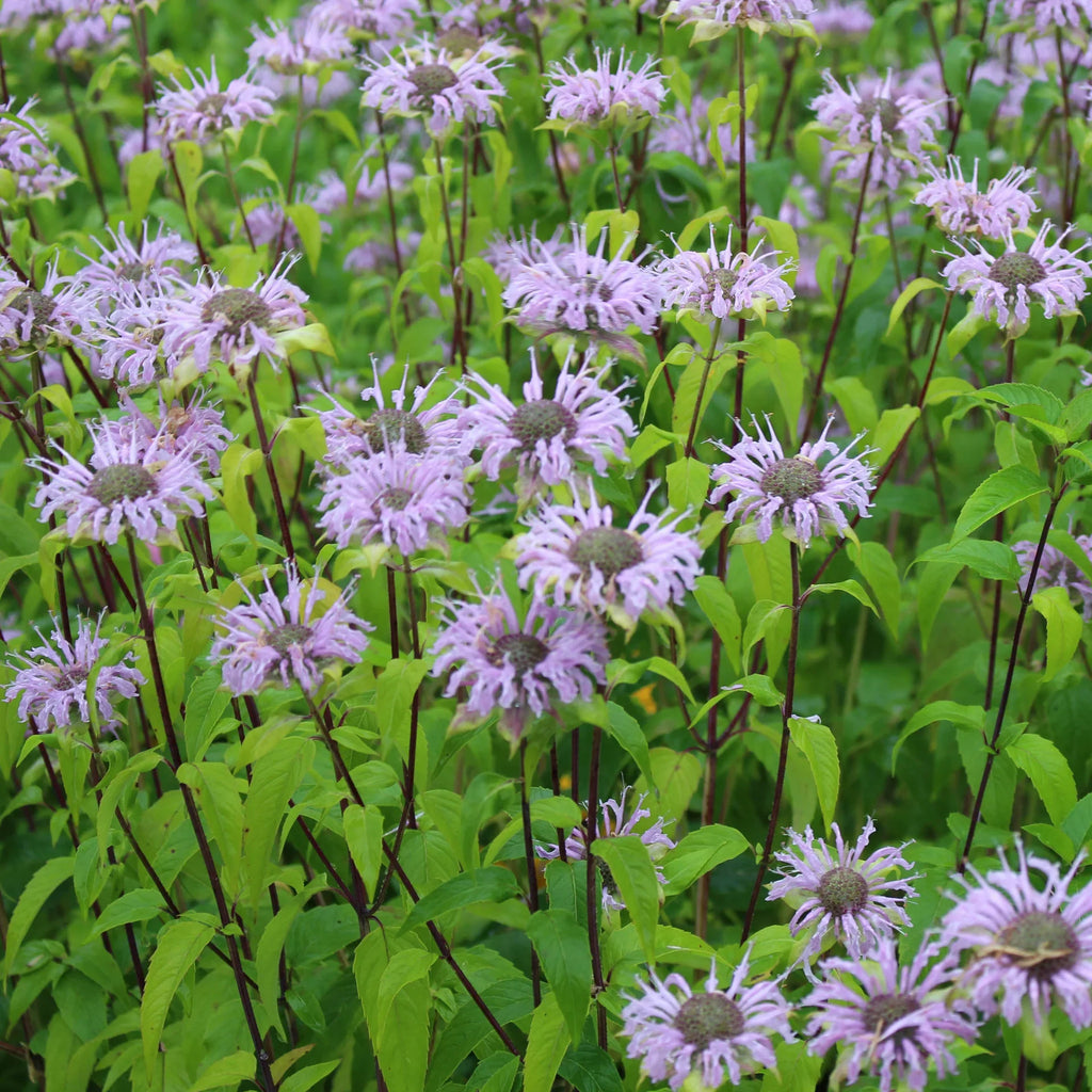 Lavender Monarda Flower seeds for Planting Wildflower Mix, Heirloom & GMO Free Seeds for Home Garden seeds for planting
