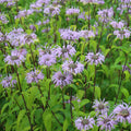 Lavender Monarda Flower seeds for Planting Wildflower Mix, Heirloom & GMO Free Seeds for Home Garden seeds for planting