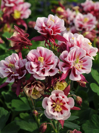 Winky Double Flower seeds for Planting Hardy Variety Heirloom & GMO Free Seeds for Home Garden