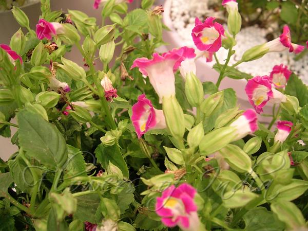 Premium Pink Torenia Flower seeds for Planting Garden Favorite, Heirloom & GMO Free Seeds for Home Garden seeds