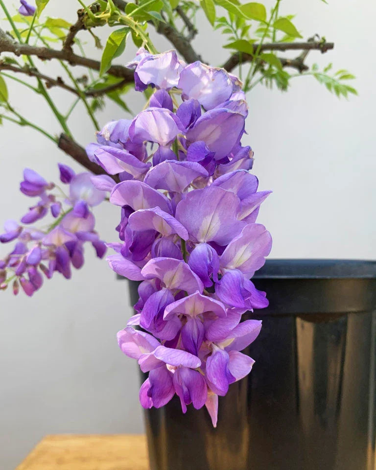 Wisteria Flower seeds for Planting Compact Growth Heirloom & GMO Free Seeds for Home Garden