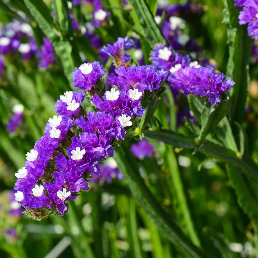 Statice Flower seeds for Planting Cut Flower Favorite Heirloom & GMO Free Seeds for Home Garden