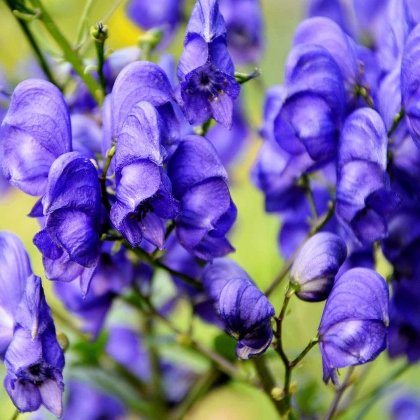 Wolfsbane Flower seeds for Planting Shade Tolerant Heirloom & GMO Free Seeds for Home Garden