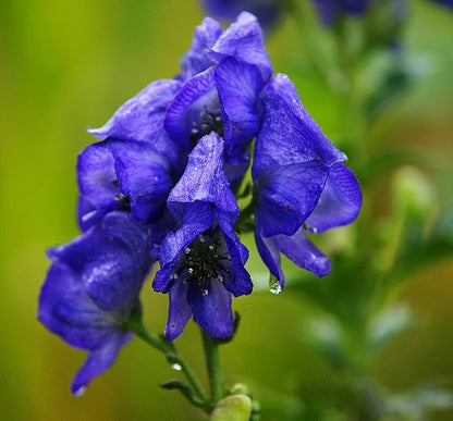 Wolfsbane Flower seeds for Planting Shade Tolerant Heirloom & GMO Free Seeds for Home Garden