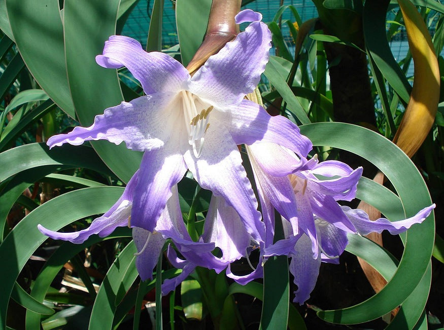 Premium White Blue Hippeastrum Flower seeds for Planting Bright Blooms, Heirloom & GMO Free Seeds for Home Garden seeds