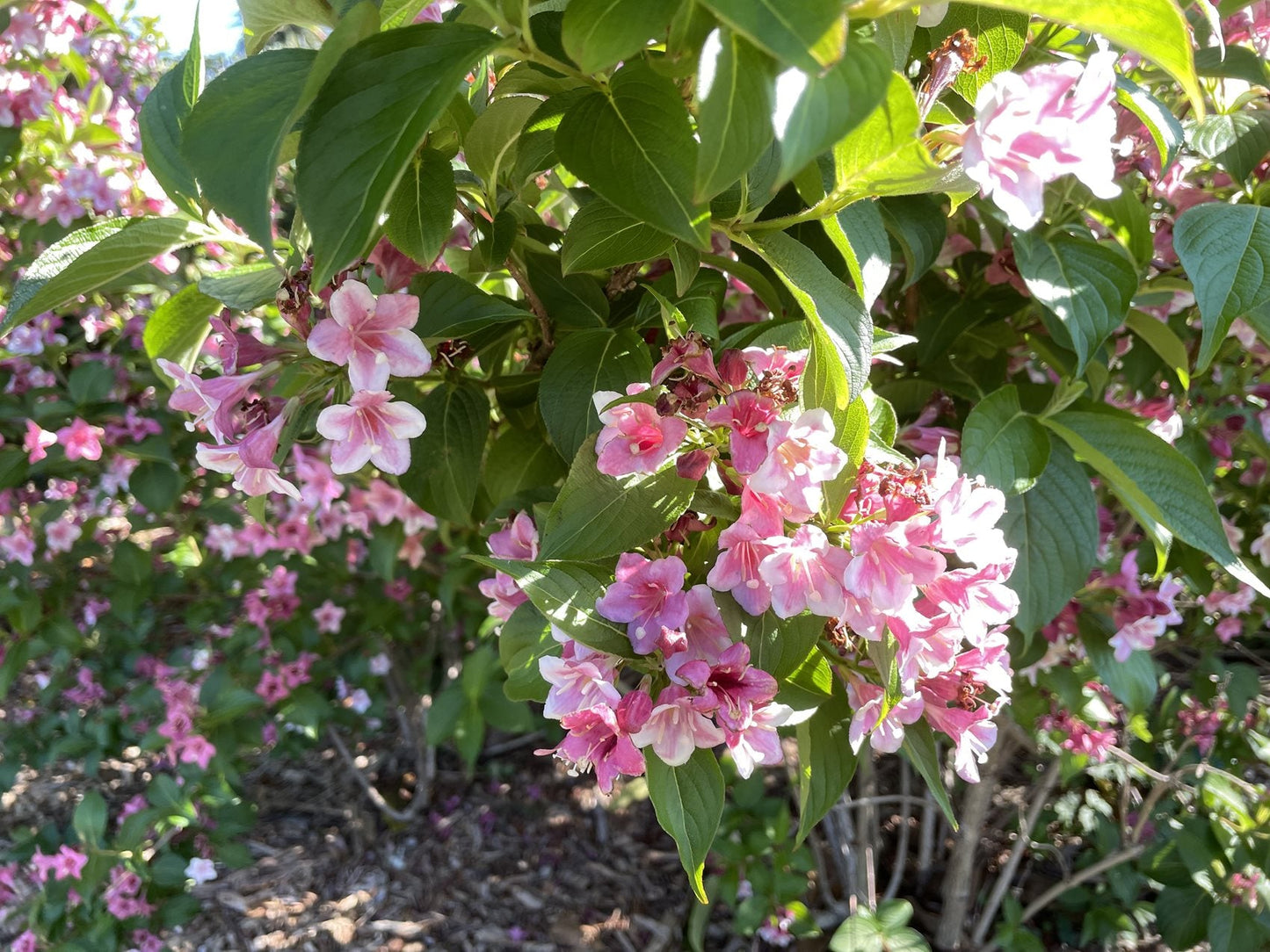 Weigela Flower seeds for Planting Colorful Display Heirloom & GMO Free Seeds for Home Garden