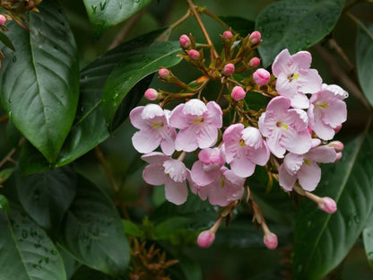 Luculia Gratissima Flower seeds for Planting Drought Tolerant Heirloom & GMO Free Seeds for Home Garden