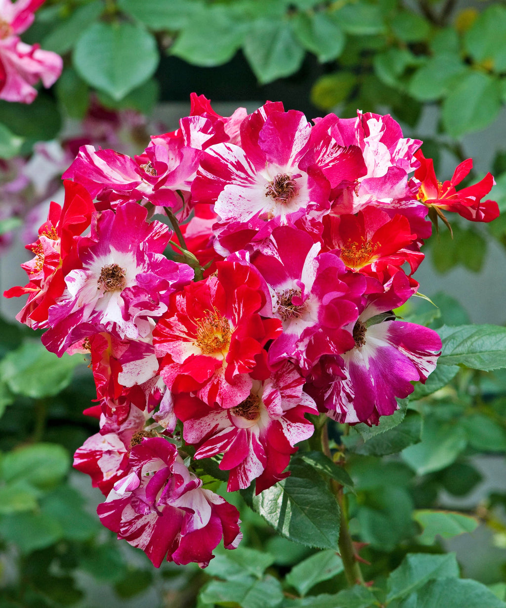 Red & White Climbing Rose Non GMO Heirloom Garden Seeds Flower seeds for Planting Wildflower Mix, Heirloom & GMO Free Seeds for Home Garden vegetable and garden seeds