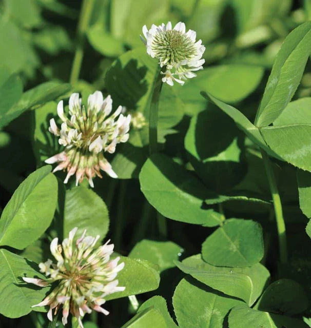 Premium Clover Flower seeds for Planting Cut Flower Favorite, Heirloom & GMO Free Seeds for Home Garden seeds