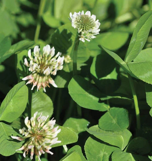 Premium Clover Flower seeds for Planting Cut Flower Favorite, Heirloom & GMO Free Seeds for Home Garden seeds
