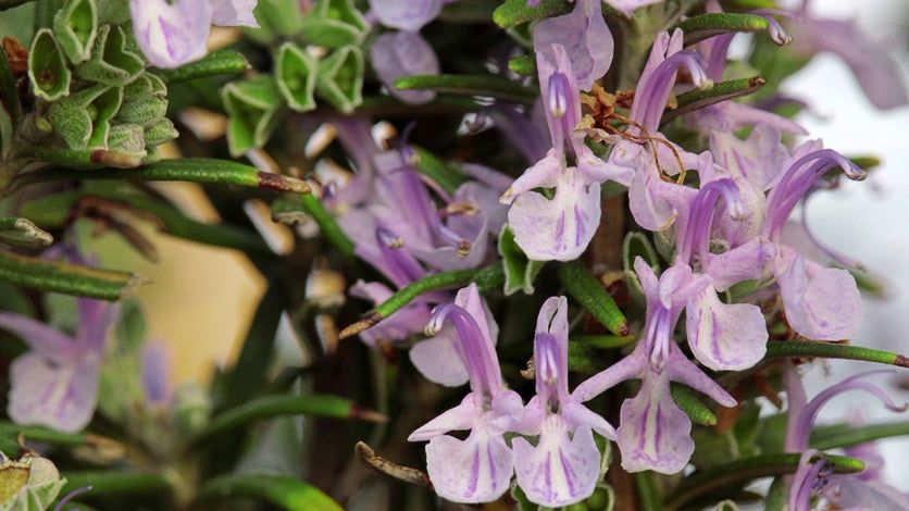 Premium Pink Rosemary Flower seeds for Planting Long Bloom Season, Heirloom & GMO Free Seeds for Home Garden seeds