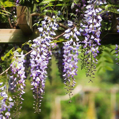 Wisteria Flower seeds for Planting, Vibrant Colors Heirloom & GMO Free Seeds for Home Garden