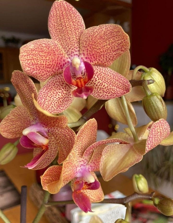 Green Brown Phalaenopsis Orchid Flower seeds for Planting Hardy Variety Heirloom & GMO Free Seeds for Home Garden