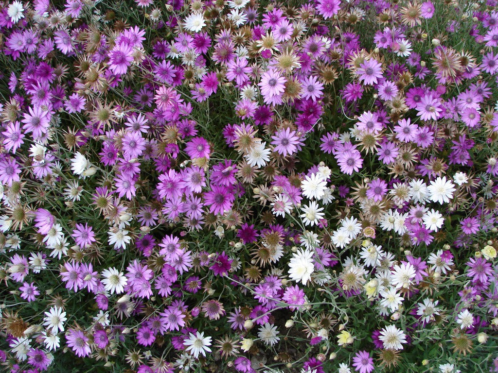 High quality Mixed Xeranthemum Annum Flower seeds for Planting Colorful Display, Heirloom & GMO Free Seeds for Home Garden seeds pack