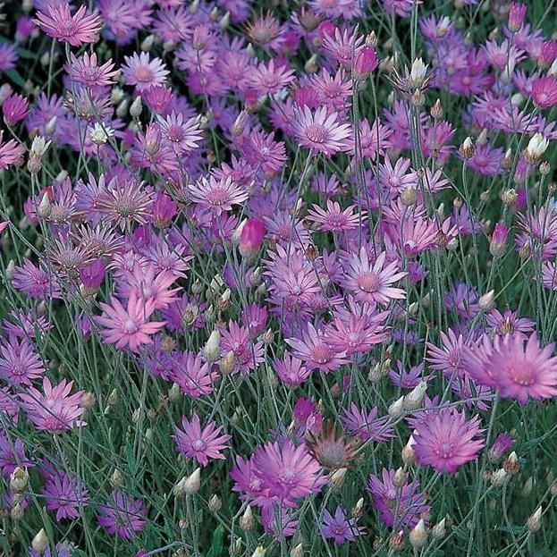 High quality Lavender Xeranthemum Flower seeds for Planting Long Bloom Season, Heirloom & GMO Free Seeds for Home Garden seeds pack