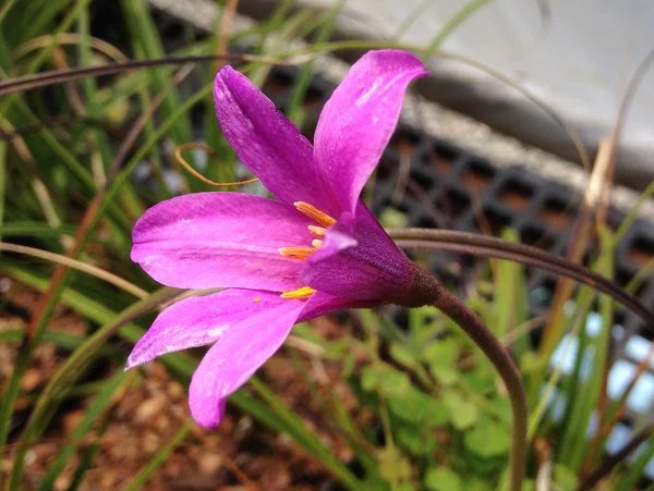 Xerophyta Viscosa Flower seeds for Planting Drought Tolerant Heirloom & GMO Free Seeds for Home Garden