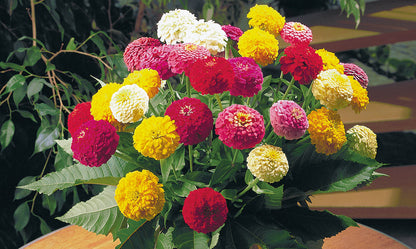 Zinnia Oklahoma Double Bloom Flower seeds for Planting Drought Tolerant Heirloom & GMO Free Seeds for Home Garden