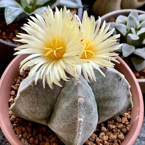 Premium Astrophytum Myriosrigma Flower seeds for Planting Fragrant Blossoms, Heirloom & GMO Free Seeds for Home Garden seeds