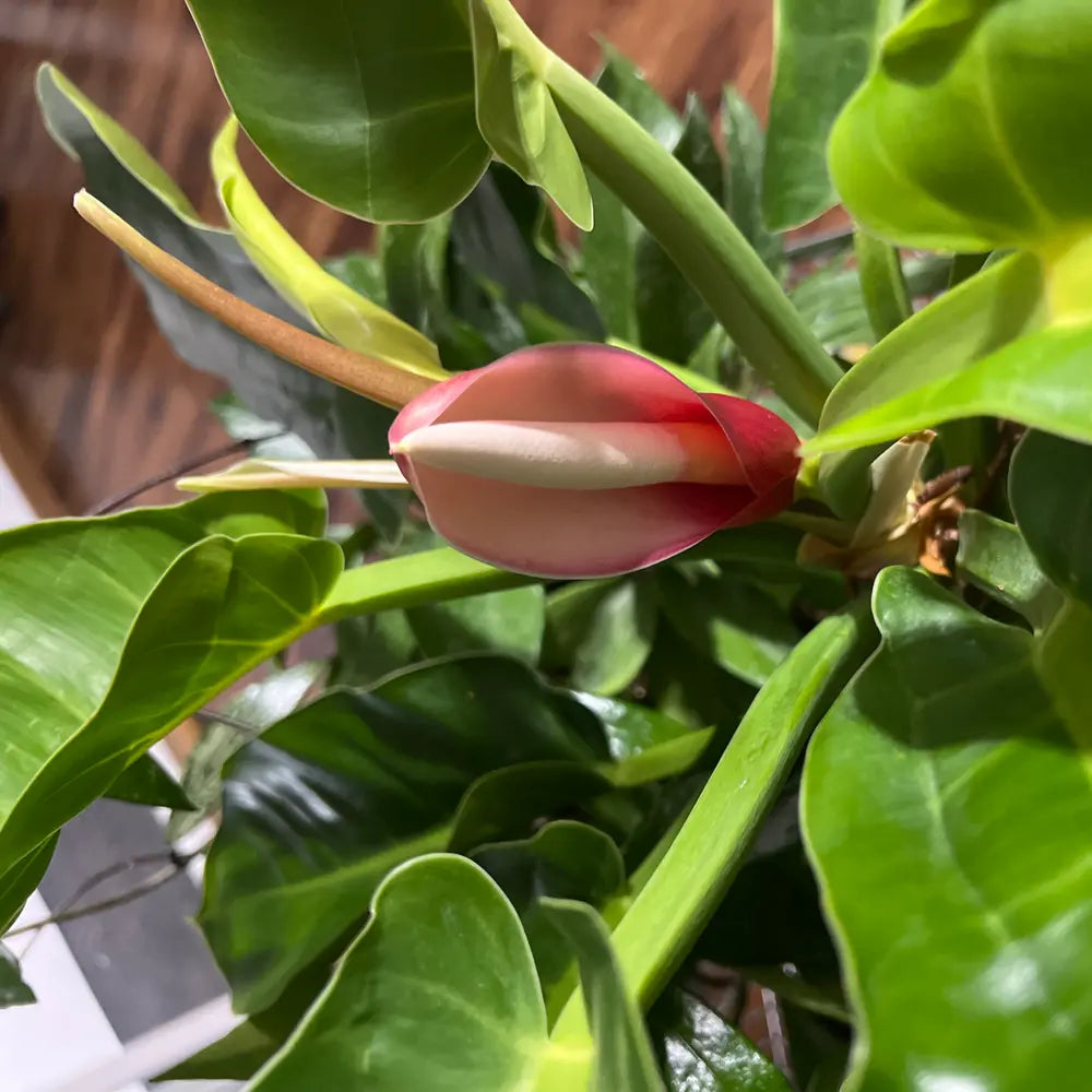 Philodendron Flower seeds for Planting Premium Quality Heirloom & GMO Free Seeds for Home Garden
