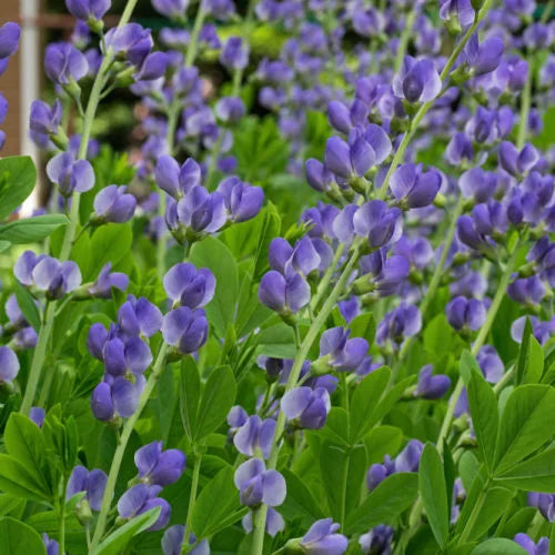 High quality Blue False Indigo Flower seeds for Planting Easy to Grow, Heirloom & GMO Free Seeds for Home Garden seeds pack