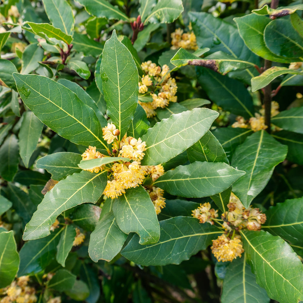 Laurus Nobilis Flower seeds for Planting Sun Loving, Heirloom & GMO Free Seeds for Home Garden seeds for planting