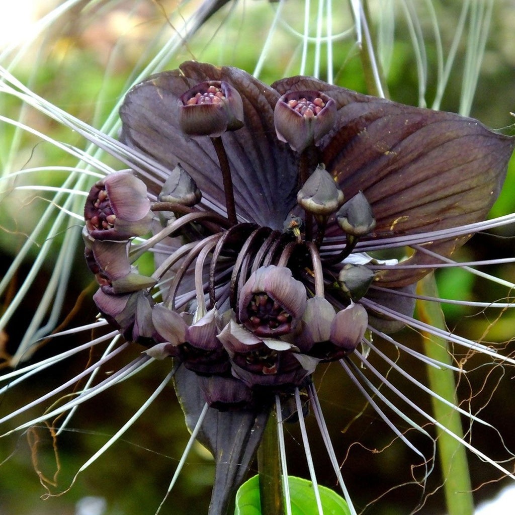 High quality Butterfly Orchid Flower seeds for Planting Fragrant Blossoms, Heirloom & GMO Free Seeds for Home Garden seeds pack