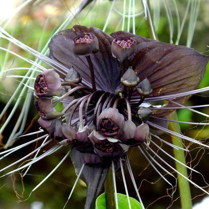 Tacca Chantrieri Flower seeds for Planting Easy to Grow Heirloom & GMO Free Seeds for Home Garden