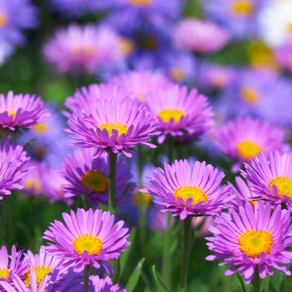High quality Purple Erigeron Speciosus Flower seeds for Planting Wildflower Mix, Heirloom & GMO Free Seeds for Home Garden seeds pack