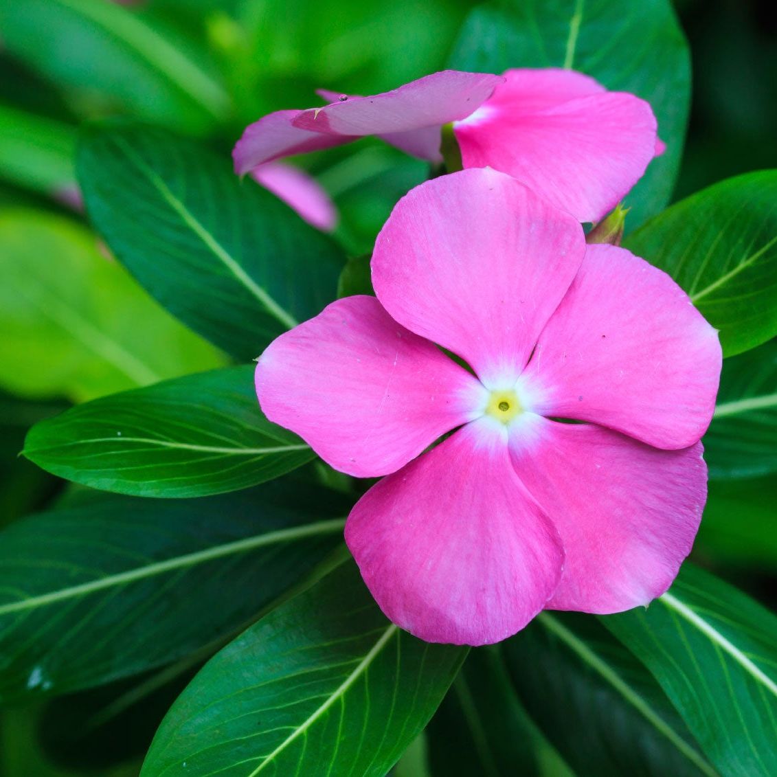 Catharanthus Flower seeds for Planting Garden Favorite Heirloom & GMO Free Seeds for Home Garden