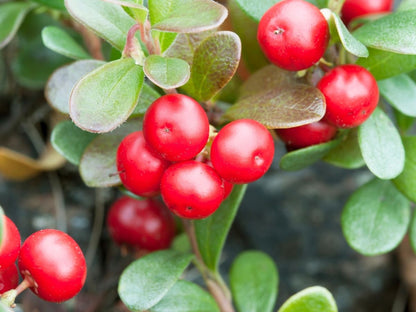 Bearberry Seeds for Groundcover Planting