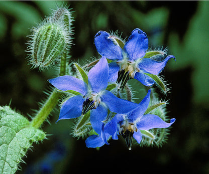 Blue Star Borage Herb (Borago Officinalis) Flower Seeds