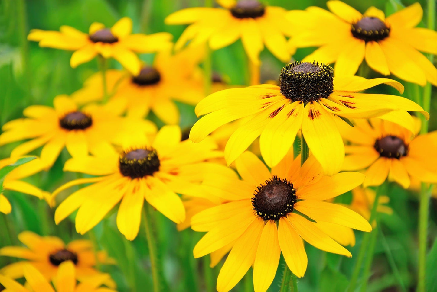 Eyed Flower seeds for Planting Cottage Garden Essential Heirloom & GMO Free Seeds for Home Garden