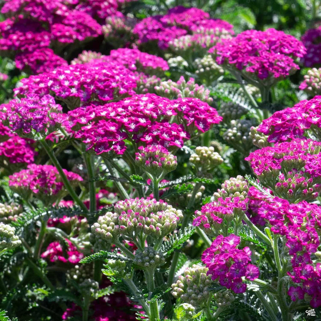 High quality Pink Achillea Yarrow Flower seeds for Planting Premium Quality, Heirloom & GMO Free Seeds for Home Garden seeds pack