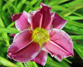 White Violet Hemerocallis Flower seeds for Planting Compact Growth, Heirloom & GMO Free Seeds for Home Garden seeds for planting