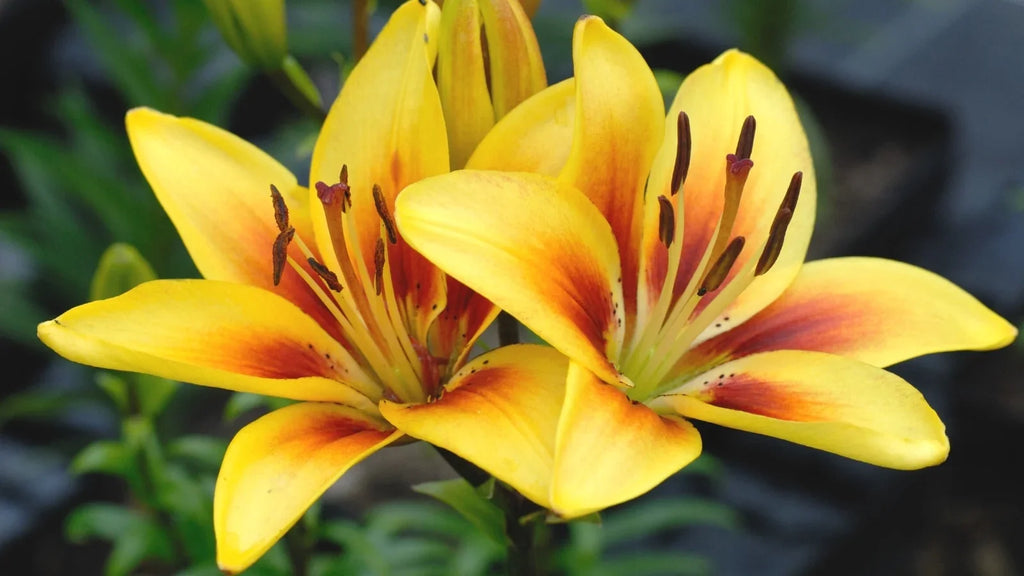 Yellow Red Lilium Flower seeds for Planting Hardy Variety, Heirloom & GMO Free Seeds for Home Garden vegetable and garden seeds