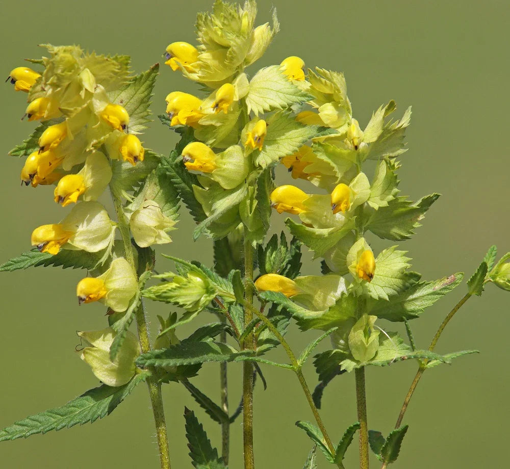 Rattle Flower seeds for Planting Long Bloom Season Heirloom & GMO Free Seeds for Home Garden