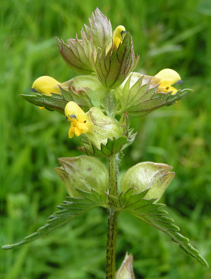 Rattle Flower seeds for Planting Long Bloom Season Heirloom & GMO Free Seeds for Home Garden