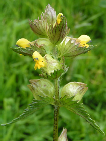 Rattle Flower seeds for Planting Long Bloom Season Heirloom & GMO Free Seeds for Home Garden
