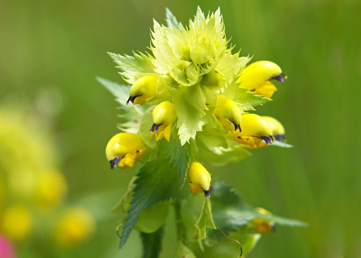 Rattle Flower seeds for Planting Long Bloom Season Heirloom & GMO Free Seeds for Home Garden