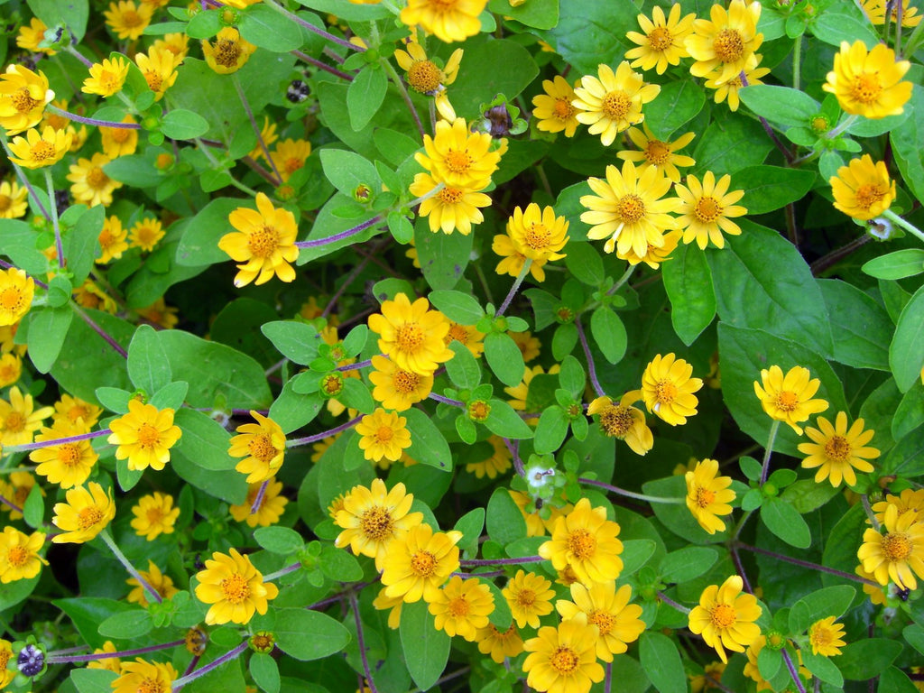 High quality Melampodium Flower seeds for Planting Vibrant Colors Heirloom & GMO Free Seeds for Home Garden seeds pack