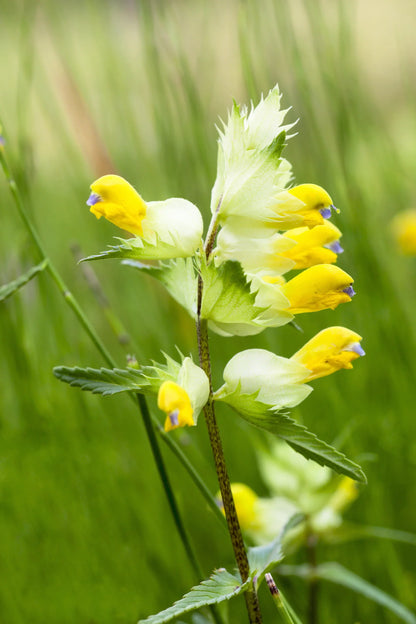 Rattle Flower seeds for Planting Long Bloom Season Heirloom & GMO Free Seeds for Home Garden