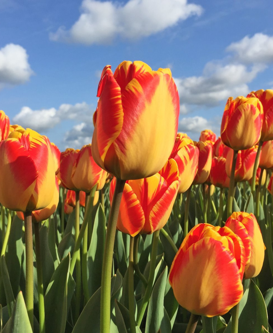 Tulip Orange Flower seeds for Planting Drought Tolerant, Heirloom & GMO Free Seeds for Home Garden vegetable and garden seeds
