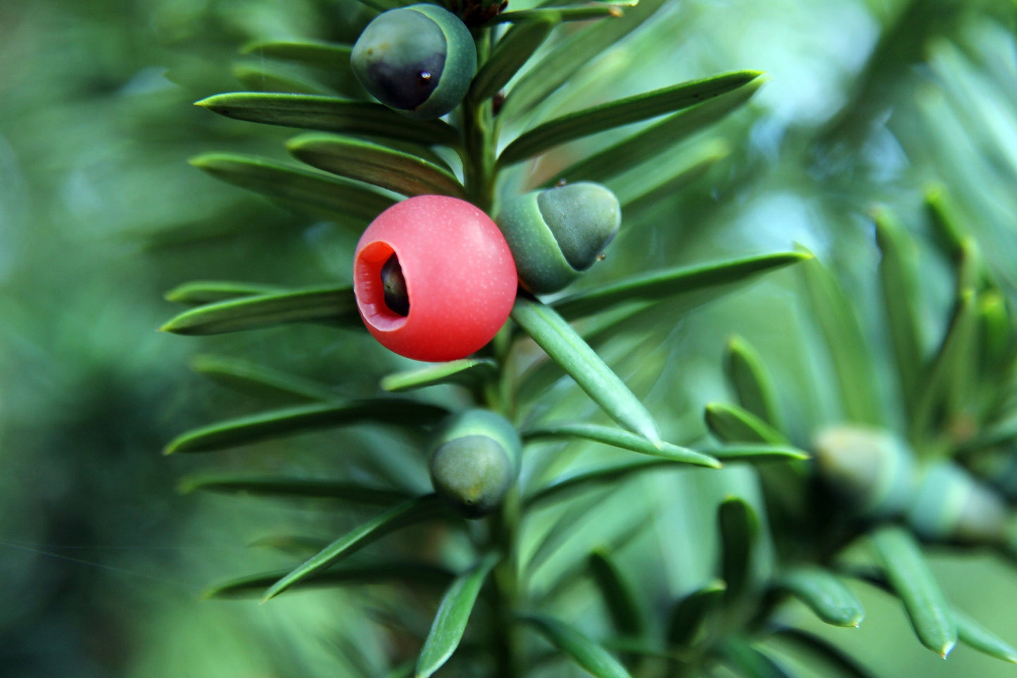 Yew Tree Planting Seeds for Bonsai Creations